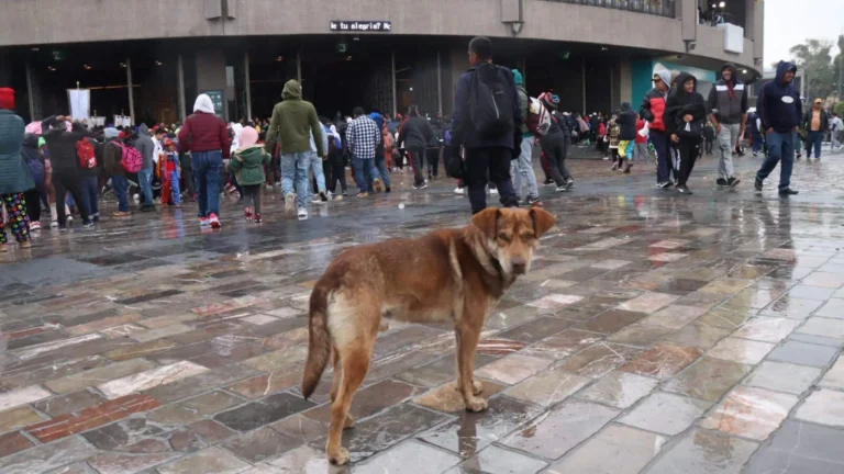 Perros peregrinos rescatados de la Basílica de Guadalupe