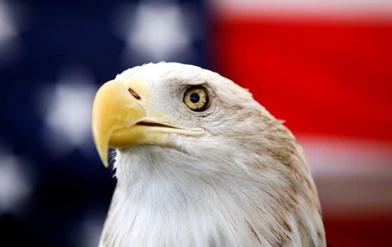 Biden promulga ley que declara al águila calva ave nacional de EU