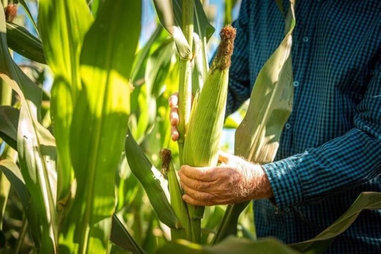 Busca Sheinbaum cuidar siembra de maíz criollo tras fallo de panel