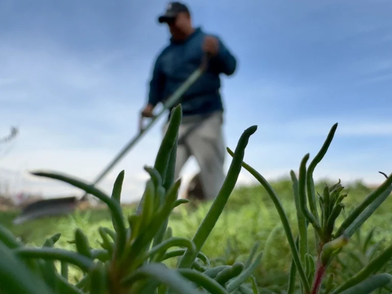 Rechazan maíz transgénico, pero se usa en ganado