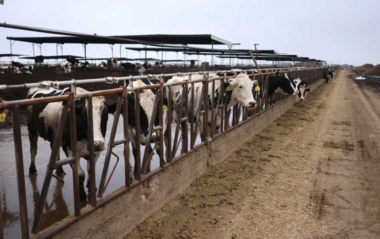 California declara emergencia por la gripe aviar en el ganado vacuno