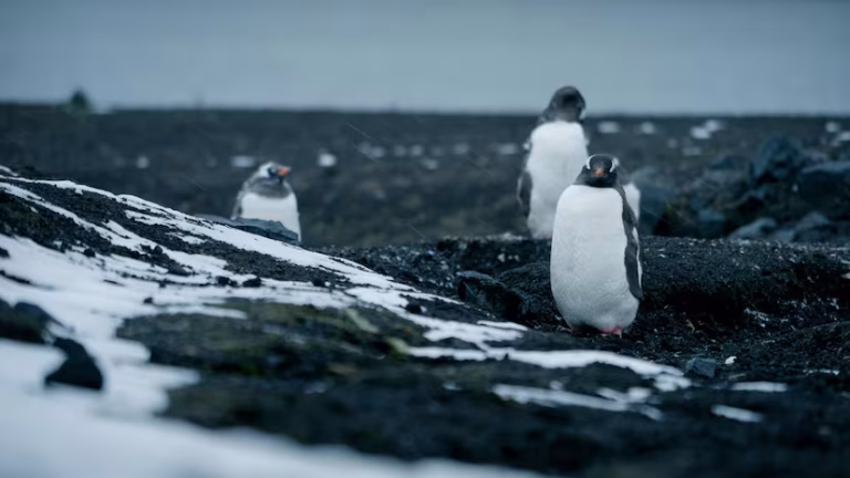 Turismo en la Antártida: una amenaza creciente para el último continente virgen