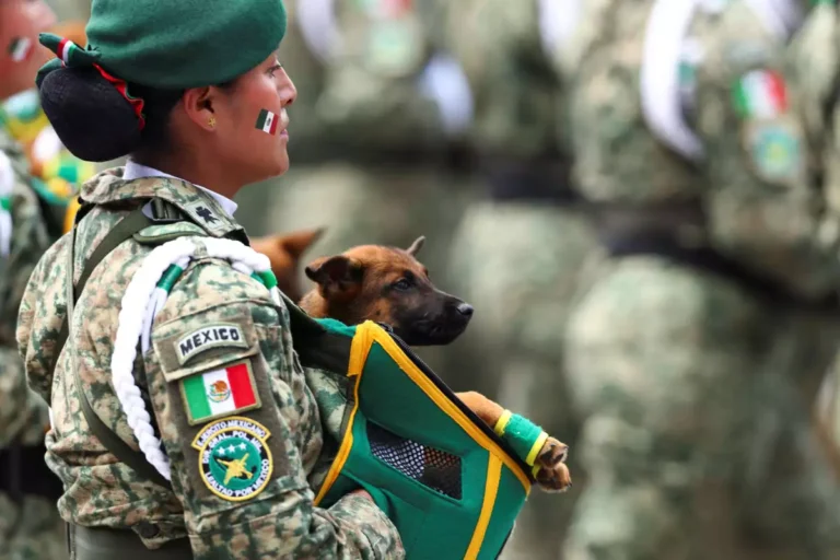 Día del Ejército Mexicano: El rol de los perros y caballos militares en la defensa nacional