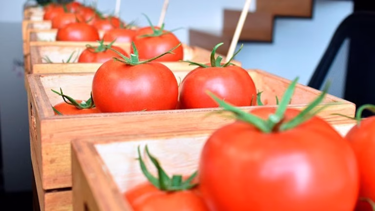 Aranceles impuestos por EU a México afectarán más de 475 mmd en exportaciones: CNA