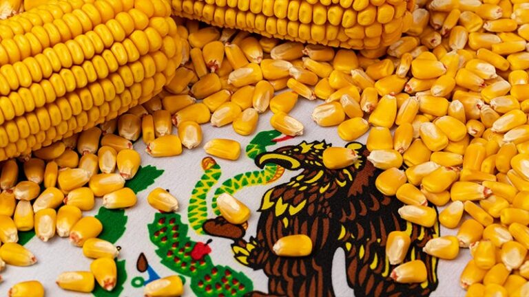 Maíz Transgénico en México: Impactos, Regulaciones y Evidencia Científica