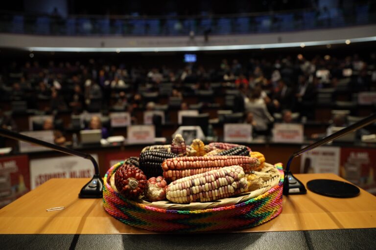 Senado aprueba minuta que prohíbe el cultivo de maíz transgénico