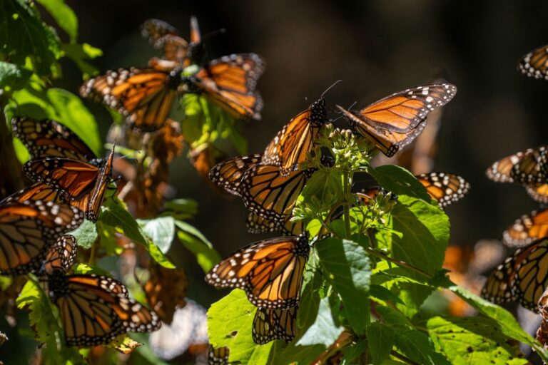 Mariposa monarca recupera terreno en México, pero sigue en riesgo