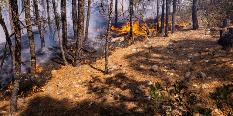 Amenaza ahora incendio forestal a Casas Grandes