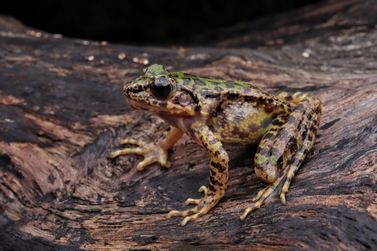 Desarrollan antibióticos sintéticos inspirados en las defensas de una rana