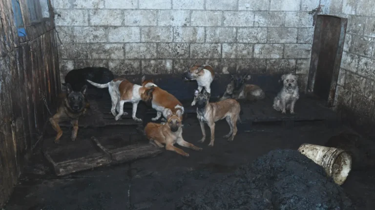 Rescatan a 100 perros en Mexicaltzingo tras desmantelar red de venta de carne
