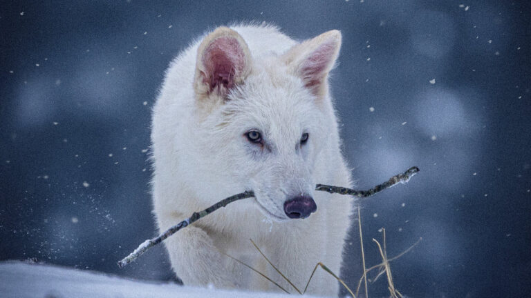 Colossal asegura haber recreado al lobo gigante extinto hace más de 10 mil años