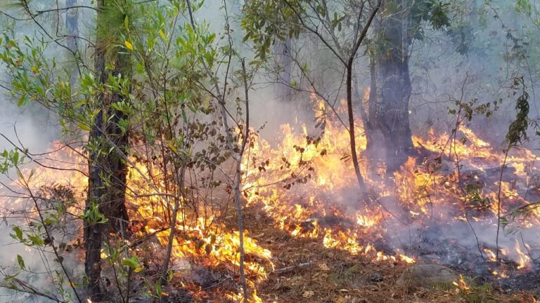 Más de 15 mil hectáreas arrasadas por incendios forestales en Honduras
