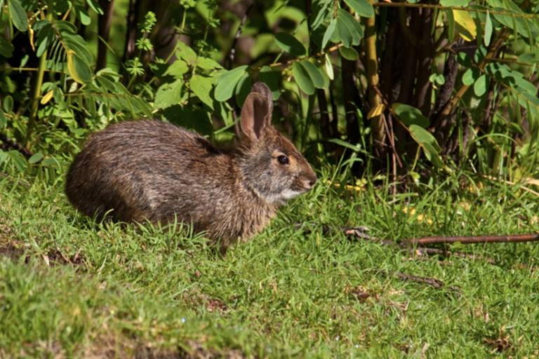 Detectan nuevamente al Conejo de Omiltemi tras más de un siglo