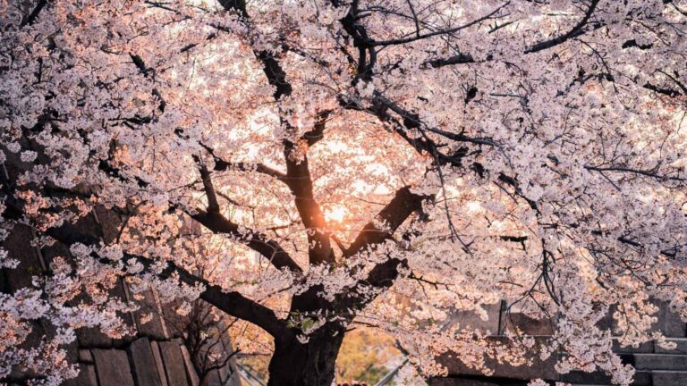 Google lanza “World Wide Wood”, un homenaje digital a los árboles