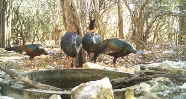 Jaguares Sin Protección lleva agua a fauna silvestre en Nayarit
