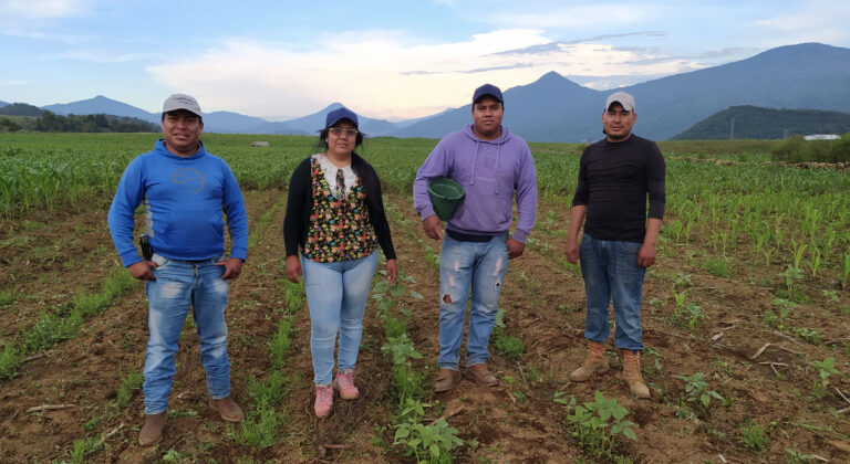 Crisis en el campo purépecha: falta de apoyos, sequía y violencia