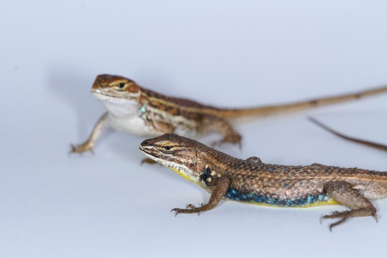 Descubren nueva especie de lagartija en la Sierra de San Juan, Nayarit