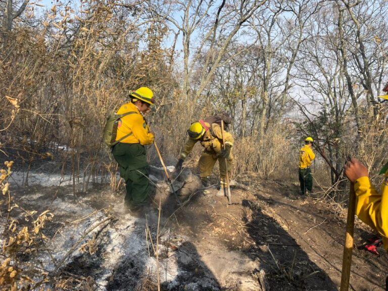 Incendios forestales activos afectan más de 56 mil hectáreas en México