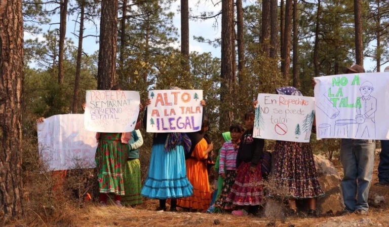 Rarámuris exigen frenar tala ilegal en su territorio ancestral en Chihuahua