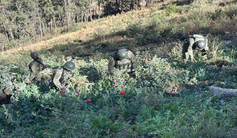 Resultados del Gabinete de Seguridad al 6 de mayo: Detenciones, aseguramientos y destrucción de plantíos en 12 estados 29 Resultados del Gabinete de Seguridad al 6 de mayo: Detenciones, aseguramientos y destrucción de plantíos en 12 estados