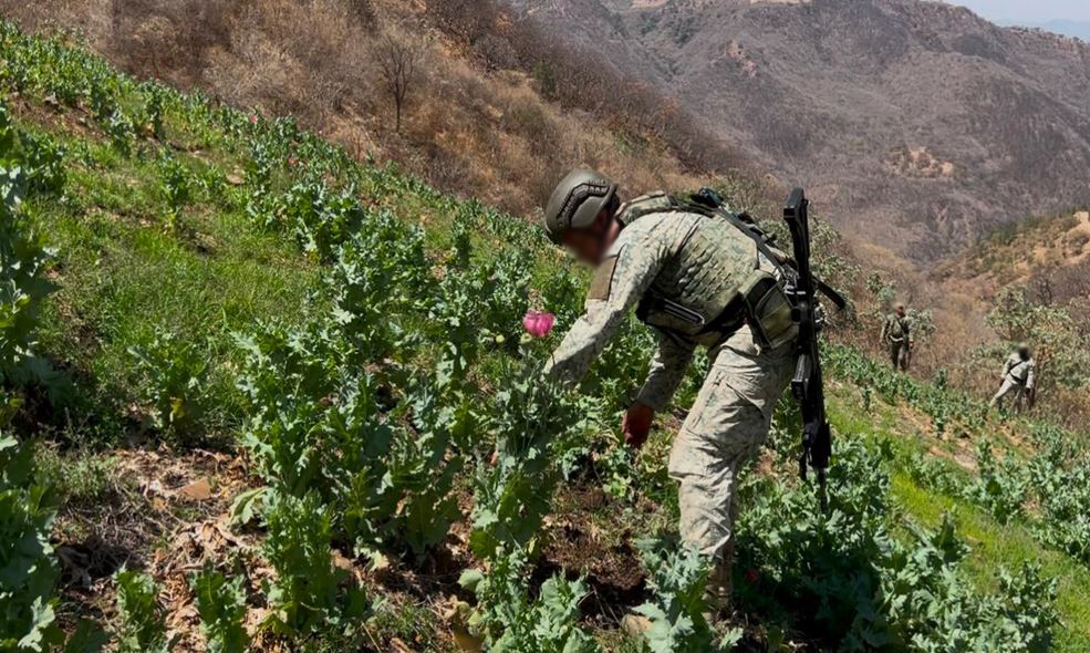 Acciones relevantes del Gabinete de Seguridad: decomisos millonarios y plantíos destruidos el 7 de mayo 24 Acciones relevantes del Gabinete de Seguridad: decomisos millonarios y plantíos destruidos el 7 de mayo