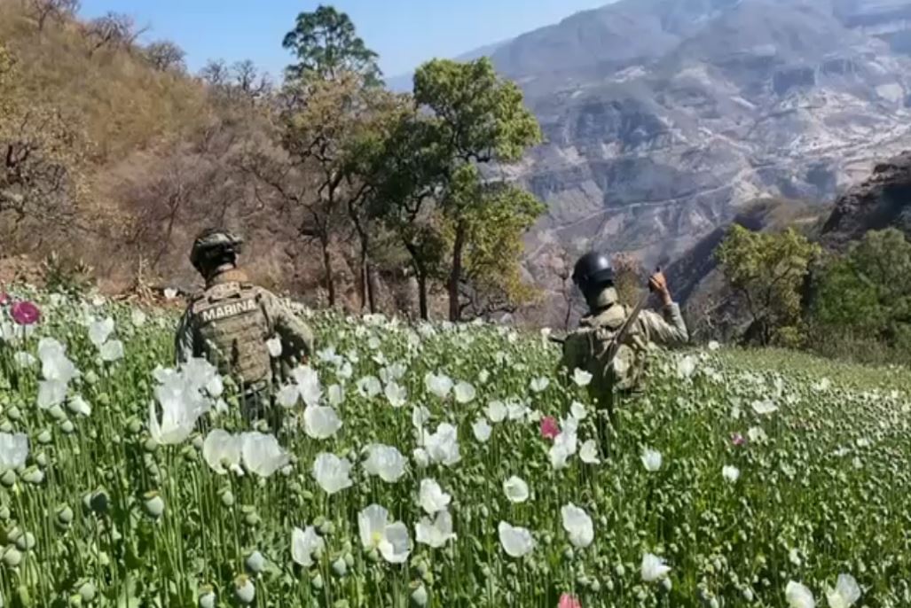 Acciones relevantes del Gabinete de Seguridad: decomisos millonarios y plantíos destruidos el 7 de mayo 26 Acciones relevantes del Gabinete de Seguridad: decomisos millonarios y plantíos destruidos el 7 de mayo