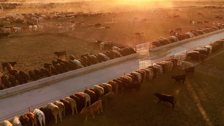 Sader refuerza control para evitar brote de gusano en el norte