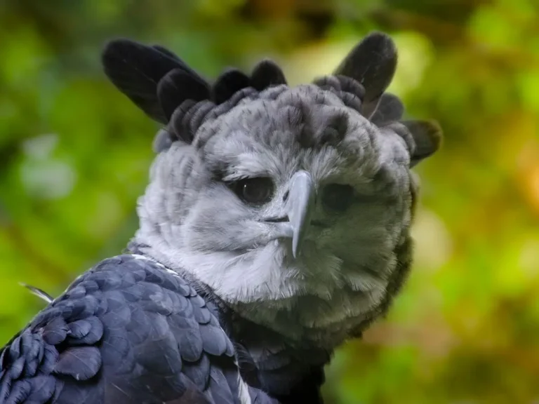 Histórico avistamiento: el águila arpía sigue viva en México