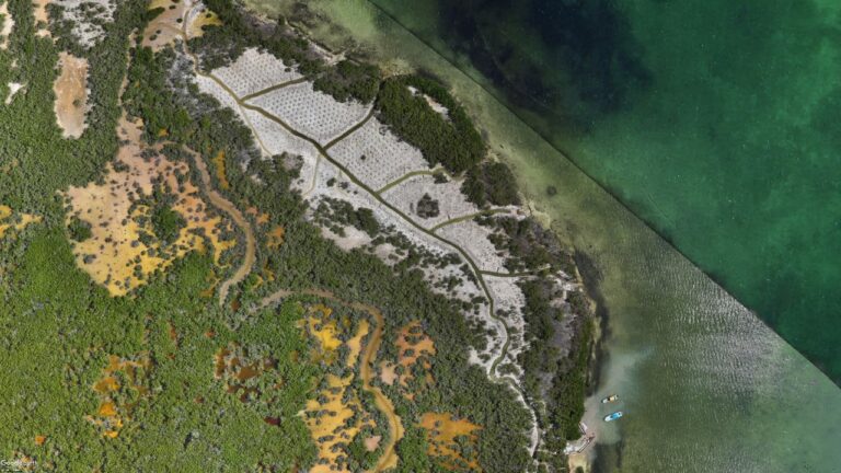 SICT lidera recuperación de manglares con el Puente Nichupté