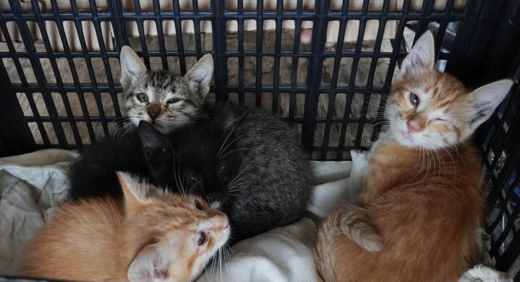 Investigan maltrato a gatos en Xichú; piden justicia ya