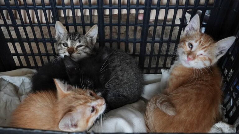 Investigan maltrato a gatos en Xichú; piden justicia inmediata