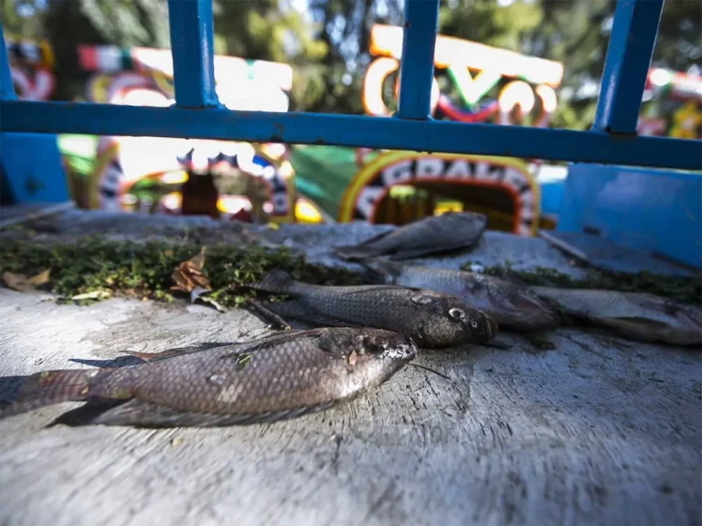 Canales de Xochimilco en abandono; embarcadero Zacapa, el más afectado