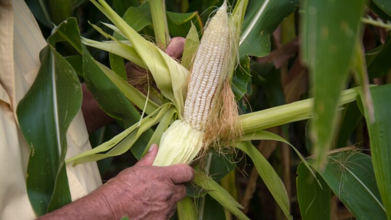 Sheinbaum descarta desabasto de maíz blanco en México