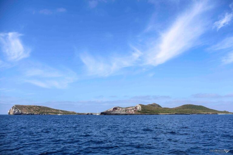 Stephanie Montero nada 43 km por la conservación de ballenas