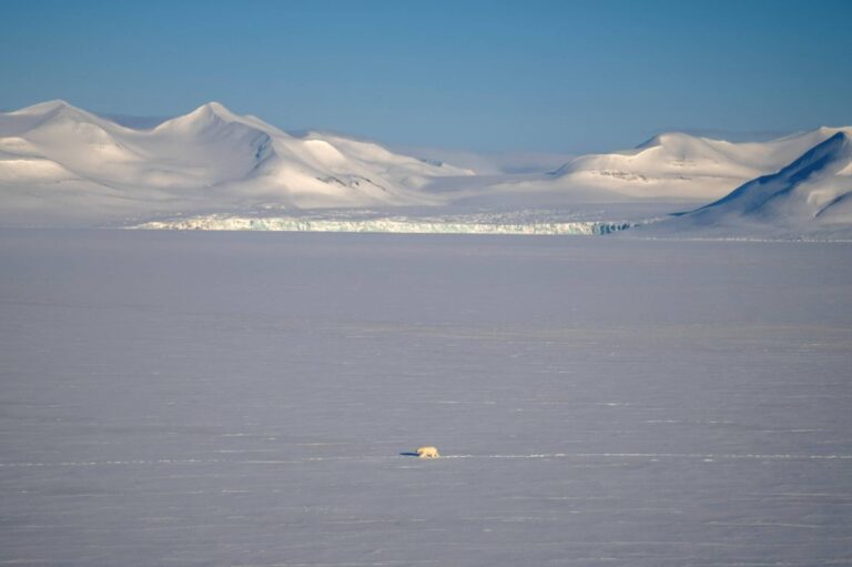 Analizan grasa de osos polares en el Ártico noruego