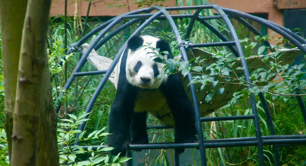Xin Xin, la panda mexicana, celebrará 35 años con actividades especiales en Chapultepec