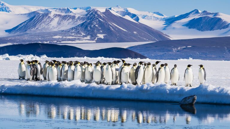 Población de pingüinos emperadores cae 22% por el cambio climático