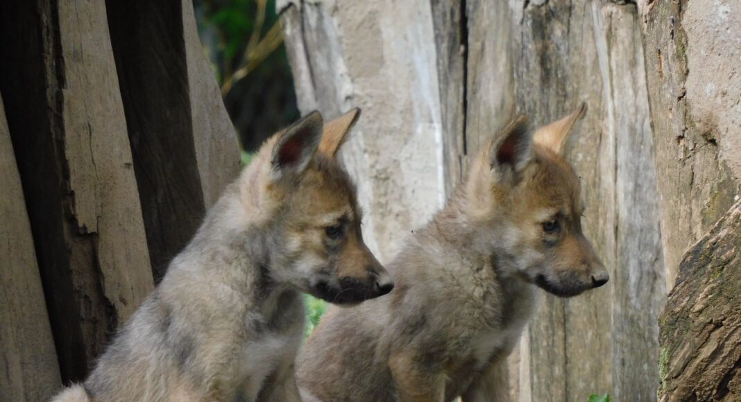Nacen cuatro crías de lobo mexicano en San Juan de Aragón