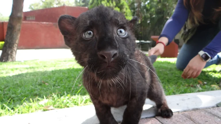 Nace leopardo melánico en el Zoológico de Irapuato