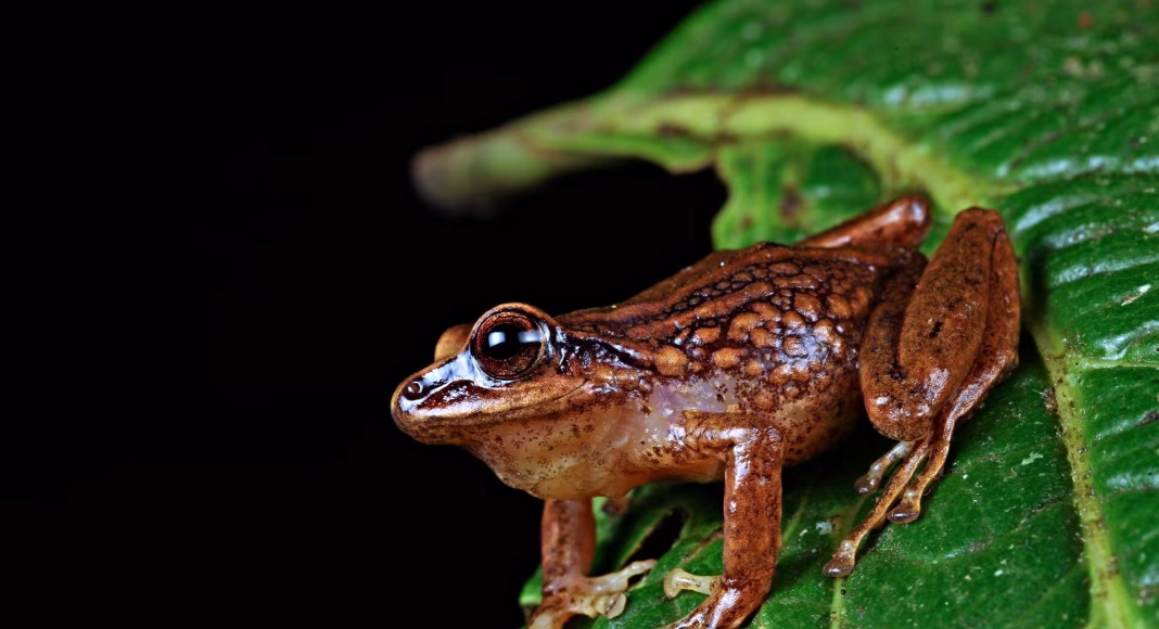 Descubren tres nuevas especies de rana en montañas del norte de Perú