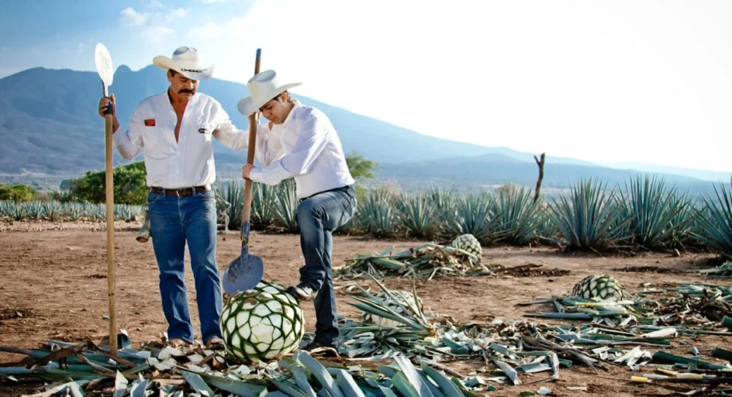 Tequila: motor económico y símbolo de identidad nacional