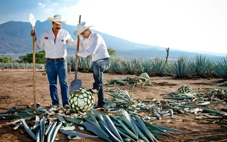 Tequila: motor económico y símbolo de identidad nacional