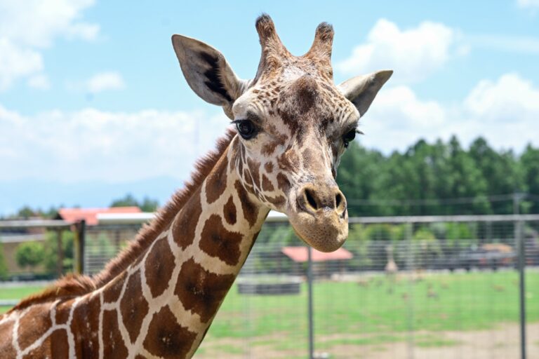 Llega Cosmo a Zacango: nueva jirafa refuerza conservación