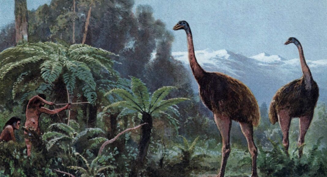 Colossal busca revivir al moa gigante con apoyo maorí