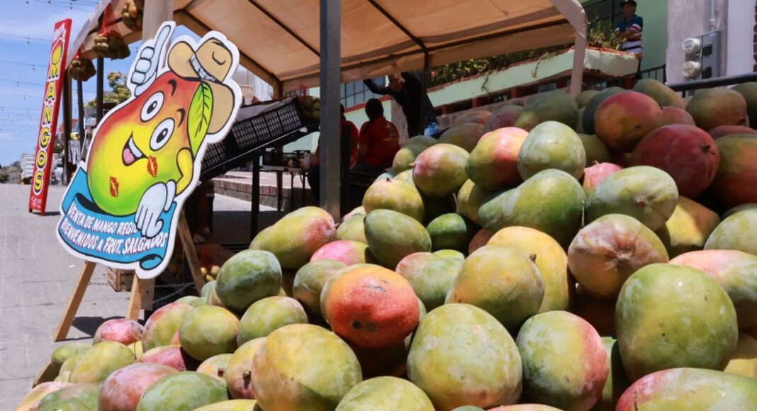 Festival del Mango en Todos Santos impulsa economía y cultura local