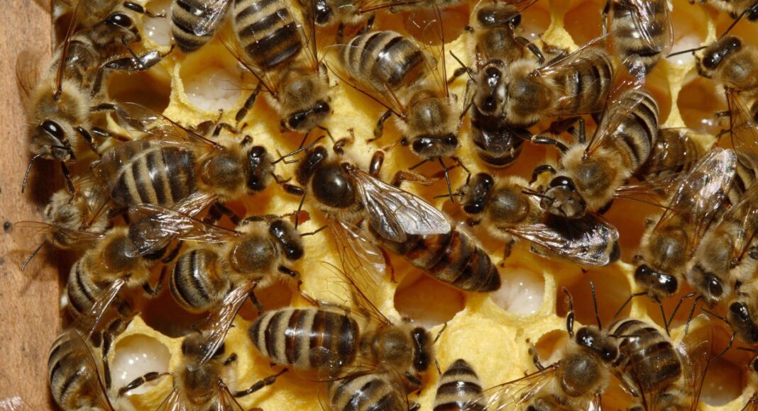 Gobierno refuerza protección de abejas y apicultura