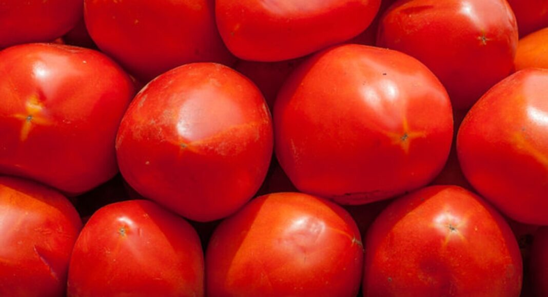 Productores de jitomate piden precio mínimo ante arancel de EU