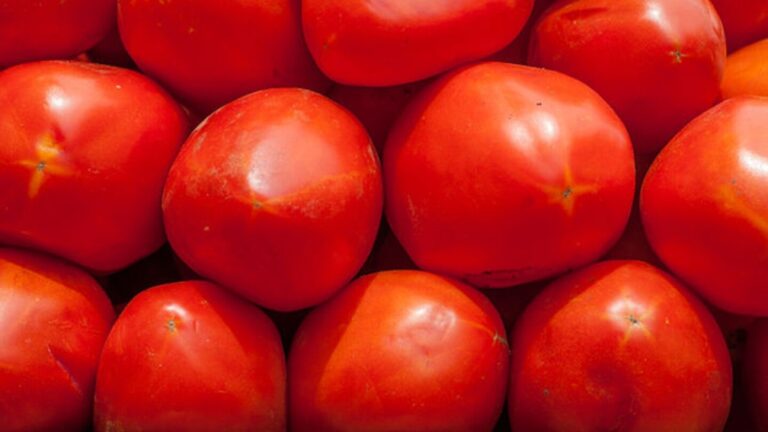 Productores de jitomate piden precio mínimo ante arancel de EU