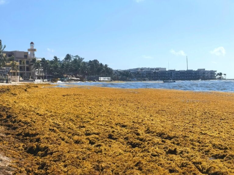 Sargazo en Quintana Roo: turismo no registra afectación