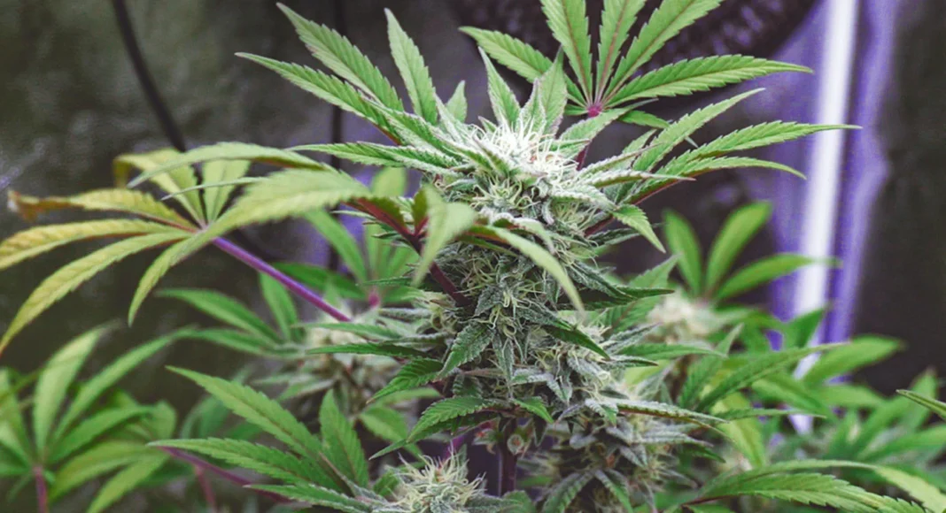 Sheinbaum: regularización de mariguana “no es un asunto trivial”